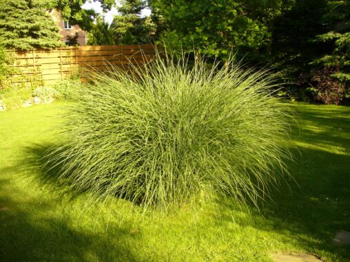 Long grass