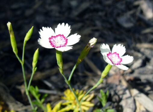 Blossom – Macro
