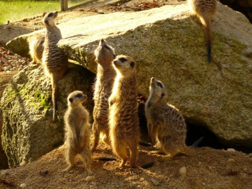Meerkats