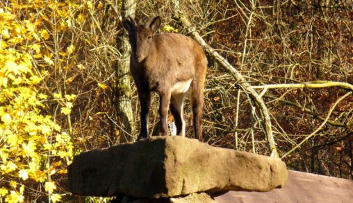 Mountain goat