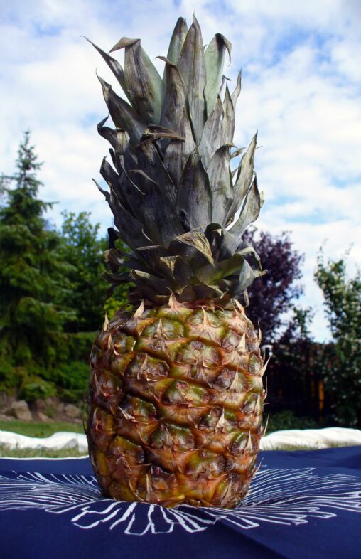 Pineapple
