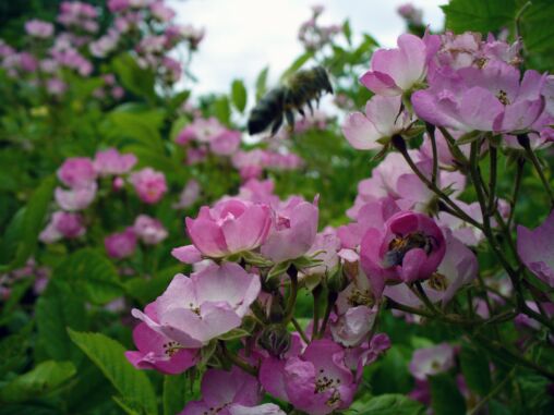 Blossoms and Bee