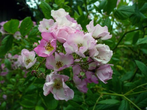 Pink Flowers