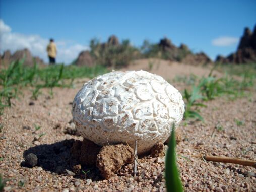White Puffball