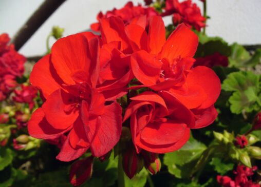 Red flower