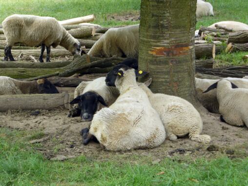 Sheeps resting under a tree.