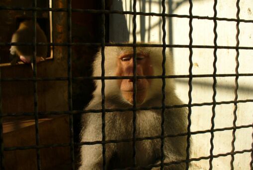 Sad monkey behind bars