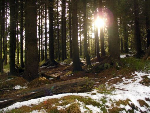 Spring in the Forest