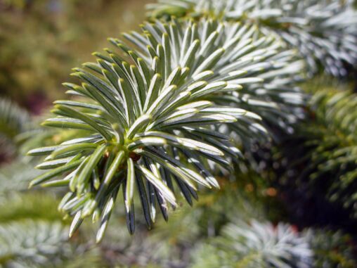 Tree Needles