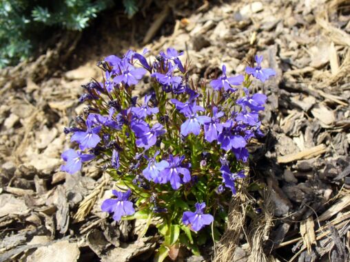 Violet Blossom