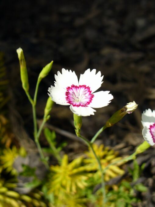 White Blossom