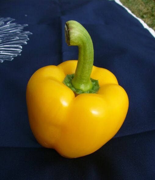 Yellow Paprika