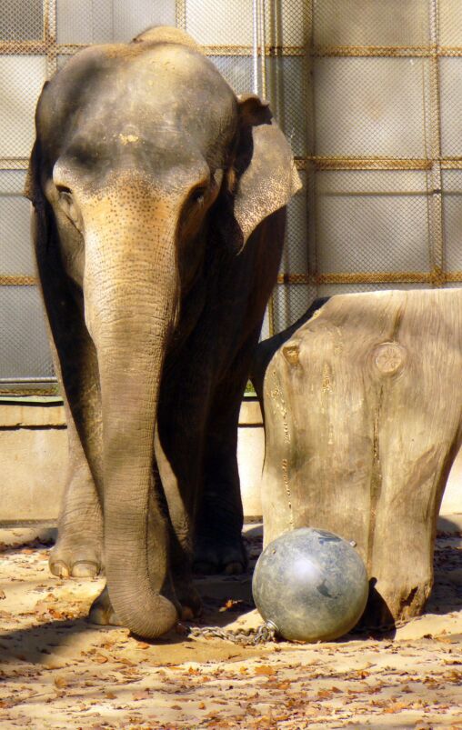 Elephant in ZOO