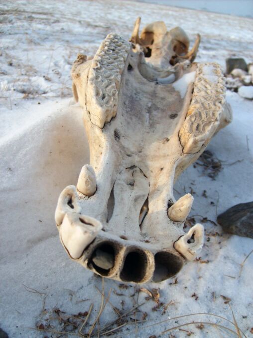 Animal Skull