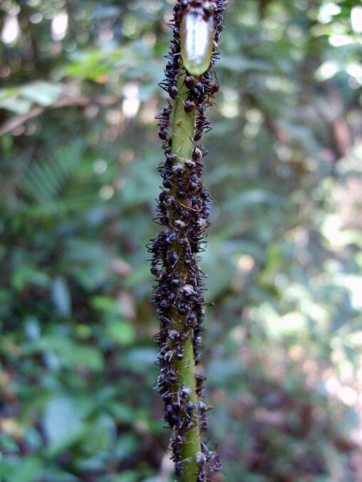 Ants in the Rainforest