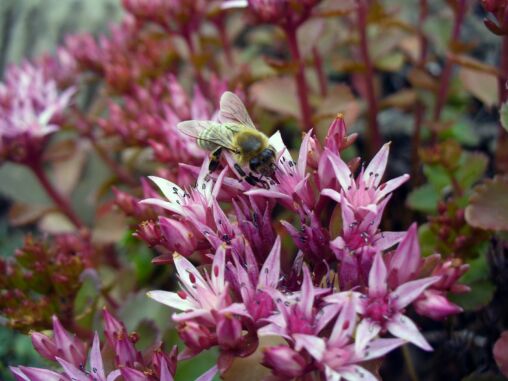 Bee on the Blossom