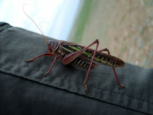 Big Grasshopper