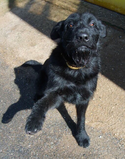 Black Dog Gives Paw