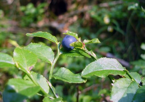 Blueberry