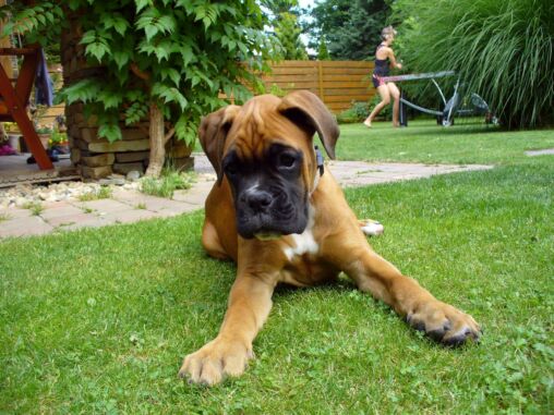 Boxer Puppy