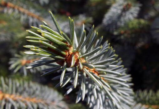 Coniferous Tree Branch