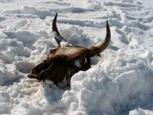 Cow Skull in Snow