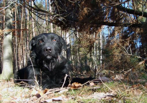 Lying Black Dog