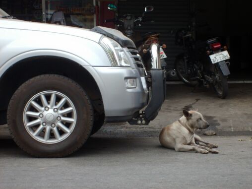 Dog Lying Before Car