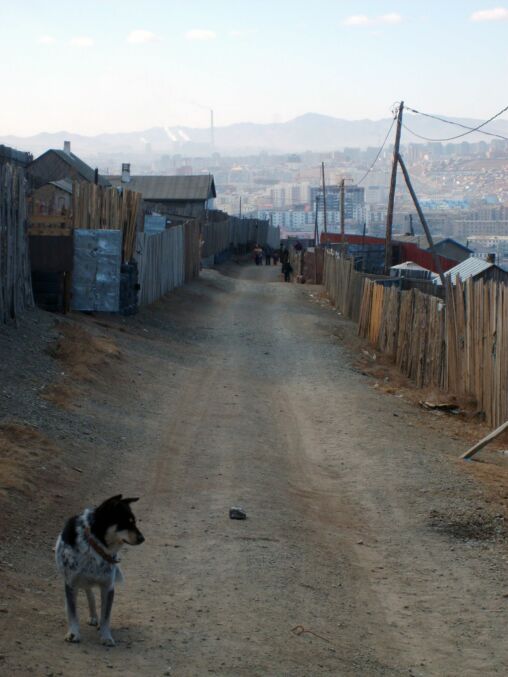 Dog On The Way