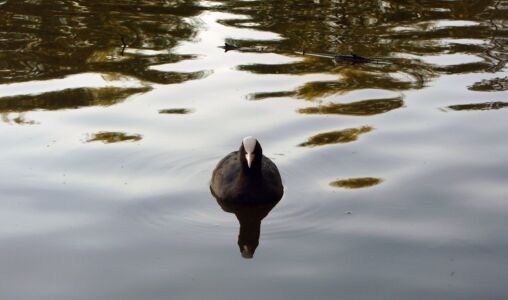 Eurasian Coot