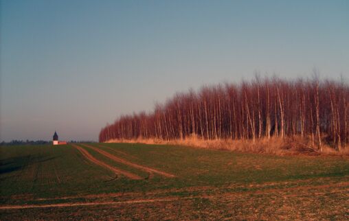Evening Field