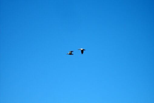 Flying Geese