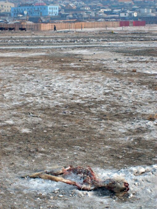 Frozen Dead Dog
