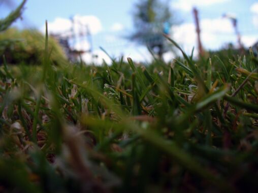 Grass Detail