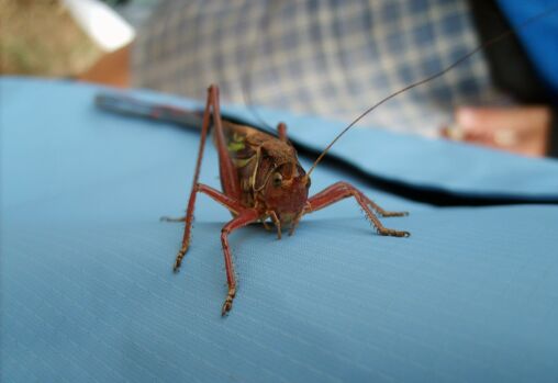 Grasshopper