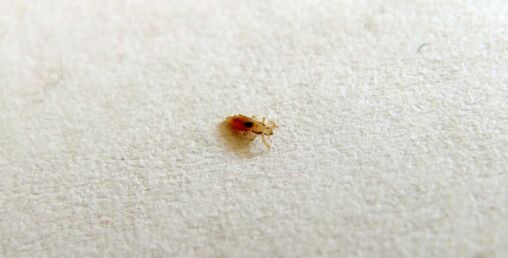 Head Louse