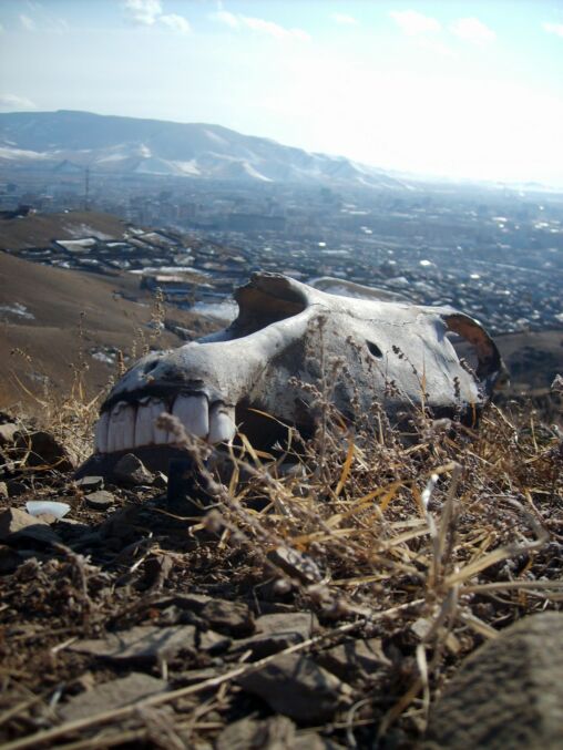 Horse Skull In Mongolia