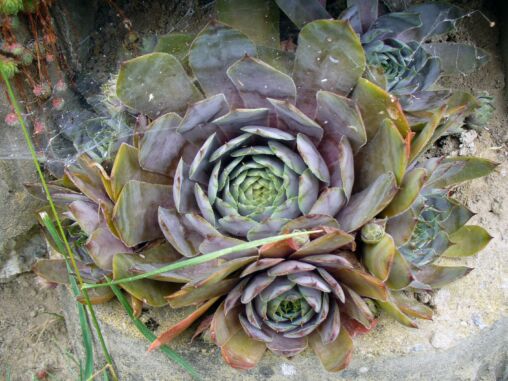 Houseleek Fower