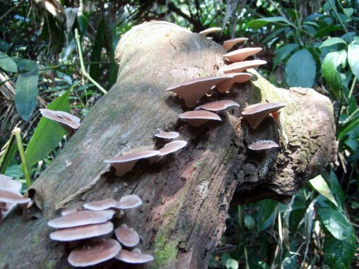 Mushrooms in the Rainforest