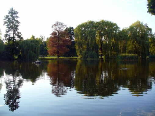 Pond in the Park