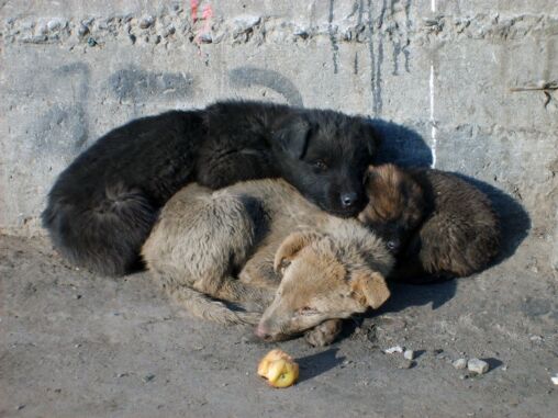 Sleeping Puppies