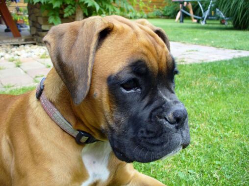 Boxer Puppy