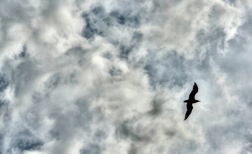 Seagull In The Sky