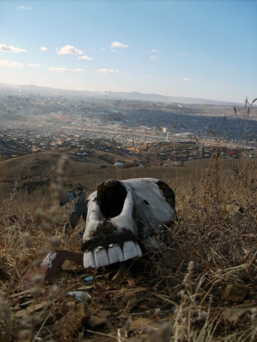 Horse Skull