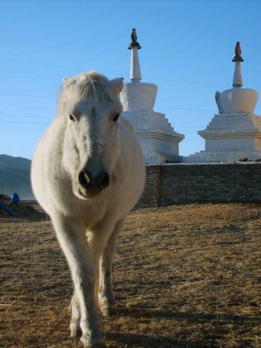 White Horse With Stupas