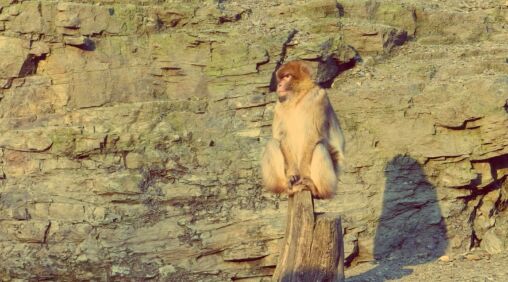 Barbary Macaque