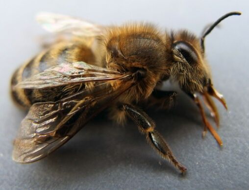 Honey Bee Close Up