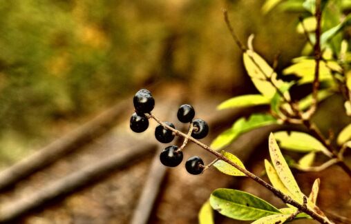 Black Rowanberries