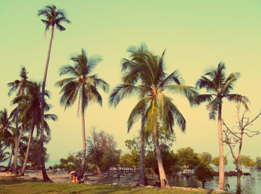 Coconut Palm Trees