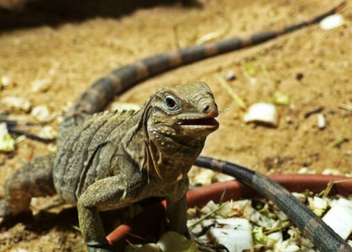 Cuban Rock Iguana